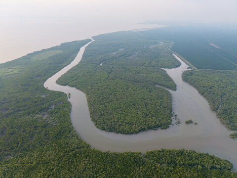 Curving river winds through lush green mangrove forest. Misty horizon blends with calm water surface at Kuala Gula, Perak