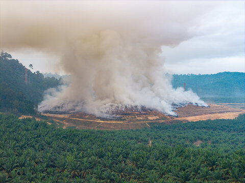 Thick smoke rises from burning land. Green palm trees stretch across the landscape