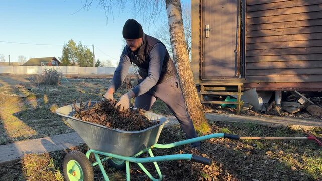 Front view of adult man gathering dry foliage and old mulch into garden trolley near a wooden country house during seasonal countryside chores.