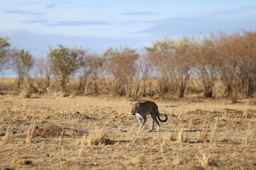 Leopard walking alone in the masai mara grassland with blue sky in background © TheStorygrapher