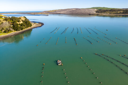 Aerial view of an oyster farm with a small boat navigating between rows of buoys in Kawhia Harbour, Waikato Region, New Zealand.