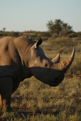 Portrait of a white rhinoceros in warm sunset light, Africa © Dario