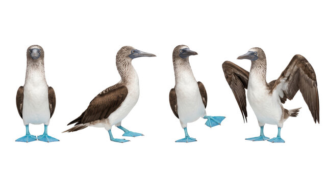 Four blue footed booby birds in different poses on transparent background
