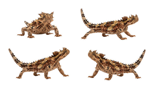 Thorny devil lizards in multiple poses on transparent background