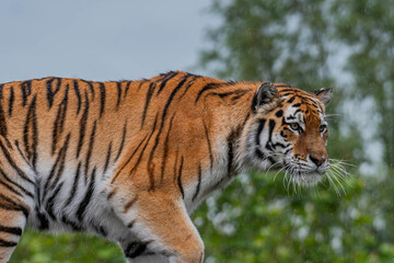 Amur Tiger in the rain © Michael