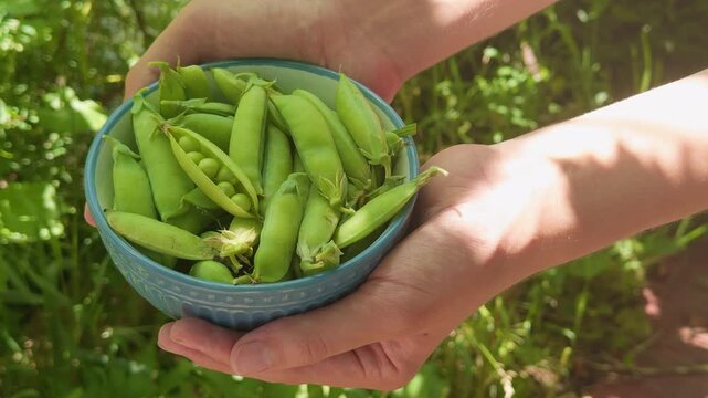 A person holding a blue ceramic bowl filled with fresh, green garden pea pods, with one pod split open to reveal the ripe peas inside. Close up.