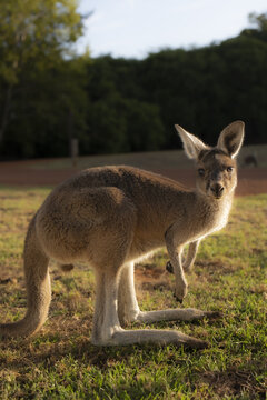 View of a kangaroo standing on a grassy field during golden hour with trees in the background in Pemberton, Western Australia, Australia.