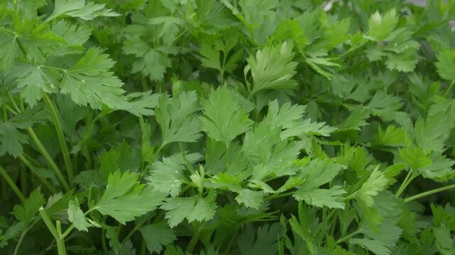 Vibrant green garden parsley leaves tremble in a subtle breeze. Overcast daylight highlights the deeply lobed foliage texture.