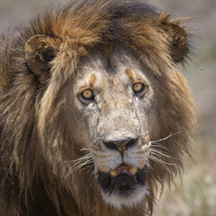 View of a male lion with a thick mane and intense golden eyes in the wild in Kenya, Africa. © Travel 'n' Lifestyle