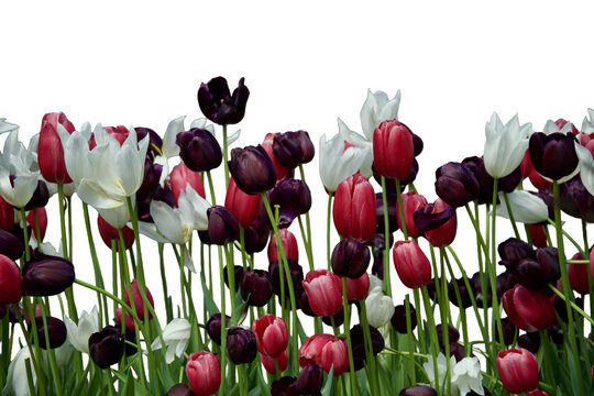 a field of colorful tulips Isolated on transparent background 