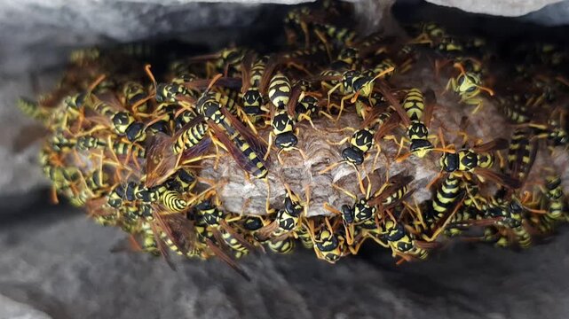Paper wasps tend an intricate nest nestled among rocks with active care visible around the structure