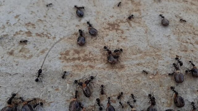 A group of ants grips a shelled castor oil plant seed with their mandibles and moves it along a wall
