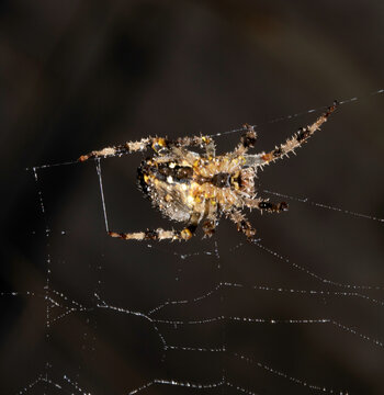Close up of a garden spider on a spiderweb web on a dark background arachnid