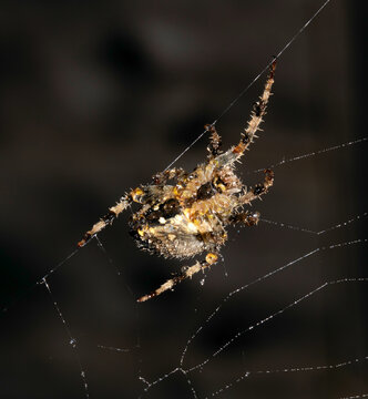 Close up of a garden spider on a spiderweb web on a dark background arachnid