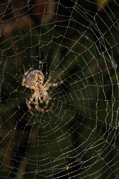 Close up of a garden spider on a spiderweb web on a dark background arachnid