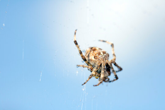 Close up of a garden spider on a spiderweb web on a dark background arachnid