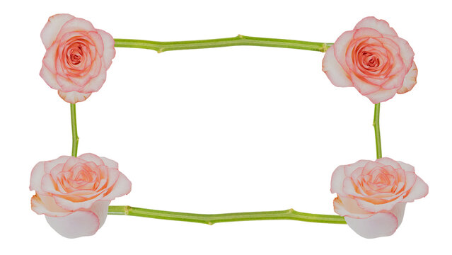 ピンク薔薇の花フレーム 背景透過