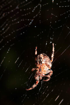 Close up of a garden spider on a spiderweb web on a dark background arachnid
