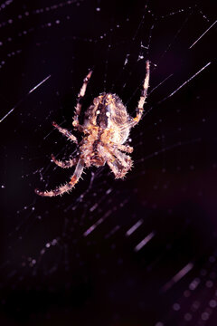 Close up of a garden spider on a spiderweb web on a dark background arachnid