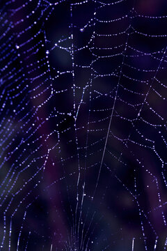 Close up of a garden spider on a spiderweb web on a dark background arachnid