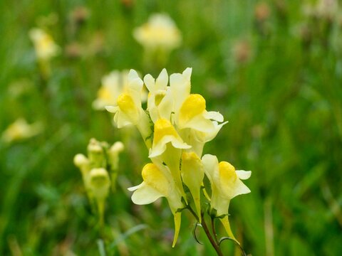 Yellow toadflax flowers linaria vulgaris blooming in meadow