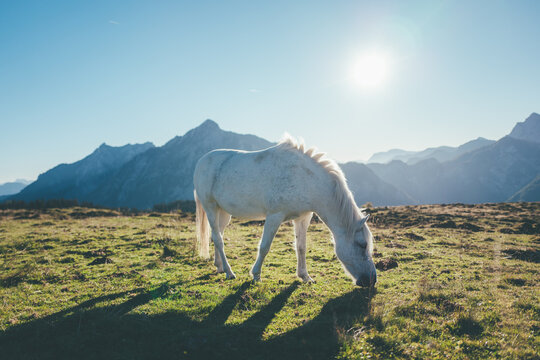 horse in the mountains