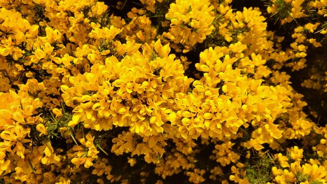 Close-Up View of Vibrant Yellow Gorse Flowers Blooming in Spring Sunlight