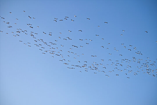 Storks (Ciconia ciconia) have begun their autumn migration. Ornithology. A flock of migrating storks on a blue sky background. Animal, bird idea concept. Wildlife photo.