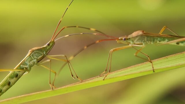 Two rice ear bugs interacting on green leaf macro close up