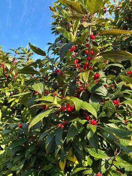 Ripening red winterberries clustered on green shrub branches under bright sunlight in a public park.
