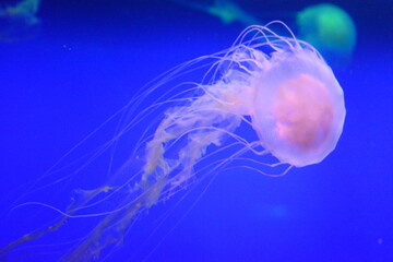 Underwater Elegance: Pink Jellyfish Drifting in Blue Ocean © janiijane