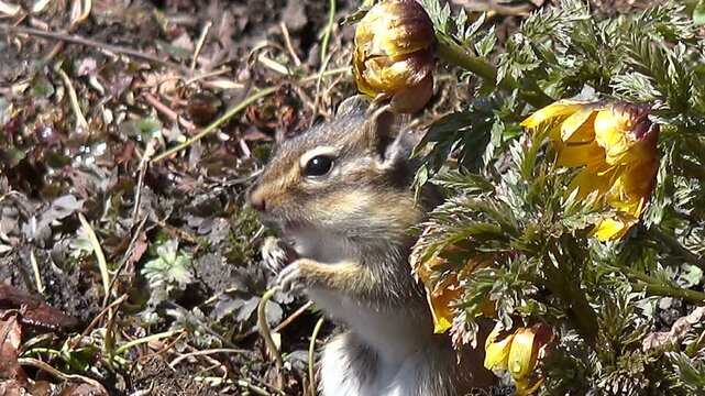 シマリスとフクジュソウ