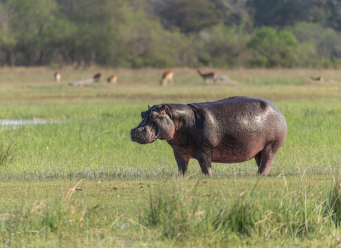 Hippopotamus walking in marshland in the Okkavango Delta, Botswana, Africa