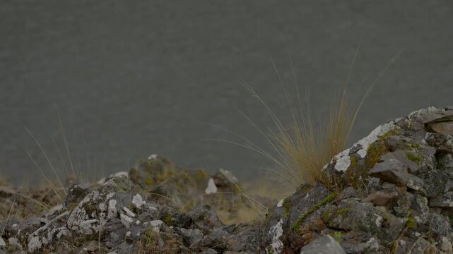 High-altitude Andean ichu grass blowing in the wind on rocky mountain cliff above an alpine lake. Moody cinematic landscape b-roll filmed in Peru.