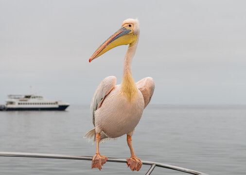 A Great white pelican on a boat rail in Walvis Bay, Namibia, Africa