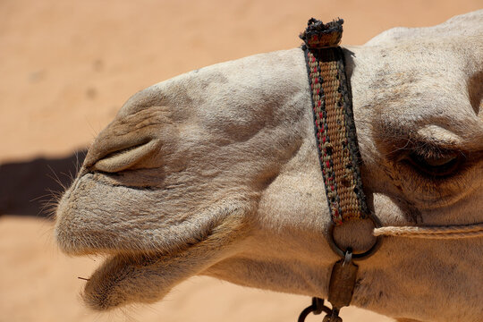 Camel Close-Up Portrait in the Desert &ndash; Exotic Wildlife and Nature










