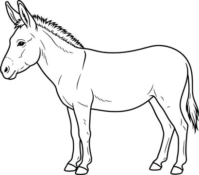 donkey vector illustration