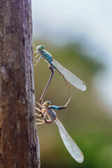 Pair of Blue Damselflies Mating on Wooden Branch © Maryanto