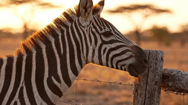 Peaceful zebra resting its head on a fence post at golden hour in the savanna.