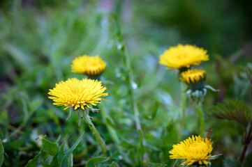 Group of blooming dandelions (Taraxacum officinale) in green grass. © Kulbabka