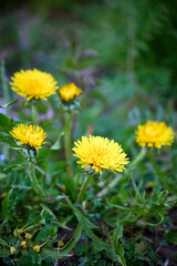 Group of blooming dandelions (Taraxacum officinale) in green grass. © Kulbabka