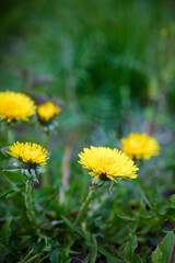 Group of blooming dandelions (Taraxacum officinale) in green grass. © Kulbabka