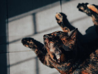 Tortoiseshell cat lying on tiled floor in dramatic sunlight and deep shadow, striking amber eyes © Tavan