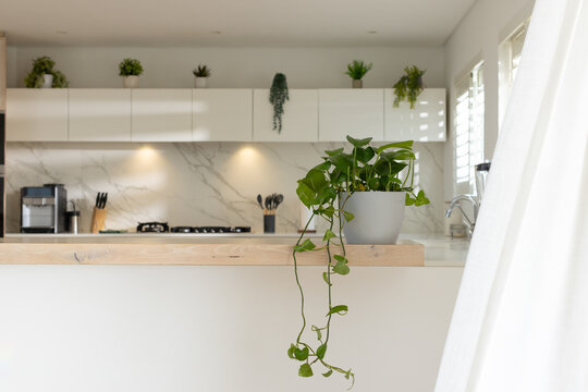 Gray ceramic pot holding trailing pothos is sitting on light wood countertop, under-cabinet lights