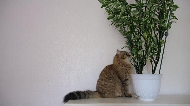 Сaught the household cat in the act of exploring the room. Сurious feline is climbing onto a shelf lined with houseplants, cat&rsquo;s inquisitive behavior create a charming, relatable moment that many pet 