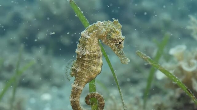 Close-up of a tiny seahorse clinging to a seagrass stem in the clear tropical ocean