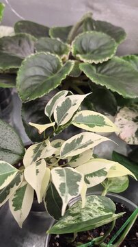​Close-up view of various potted indoor house plants with variegated, speckled, and velvet green leaves, including ficus, saintpaulia, phalenopsis and epipremnum pinnatum variegated.