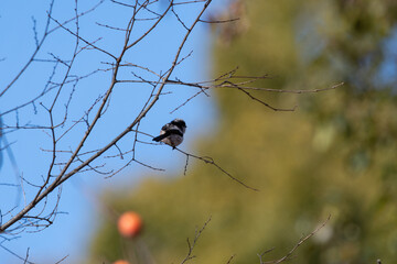 Long-tailed tit bird perched on dry tree branch in winter nature blue sky background with copy space © Kazutaka