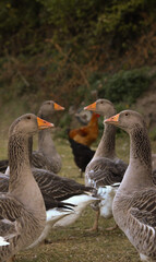 Flock of grey geese with rooster in the background on a farmyard © Saime Dal
