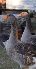 Pair of domestic grey geese looking in the same drection © Saime Dal